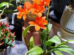 -朝来春花卉市场