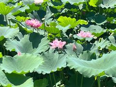 -渌洋湖湿地公园