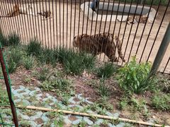 -青岛森林野生动物世界