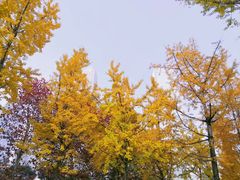 -重庆市江北嘴中央商务区中央公园