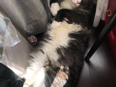 -十年猫舍·猫咪专门店(普陀店)