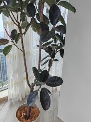 -HEYAN荷妍专业脱毛连锁机构