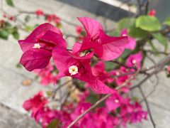 -深圳市中科院仙湖植物园
