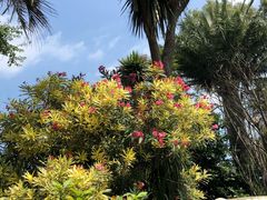 -斐兹洛伊花园