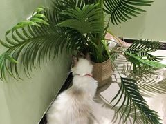 大堂-藏猫猫咖啡主题馆(中央大道店)