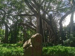 -瑞丽独树成林风景区