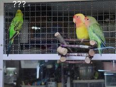 -藦茜花园宠物主题亲子互动体验馆(国顺东路店)