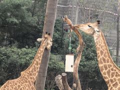 -广州长隆野生动物世界