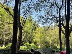 -都江堰中华大熊猫苑