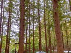 -渡海小渔村.老辈日照菜