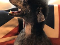 -Oh My Dog宠物沙龙(伊珊娜皮毛护理店)