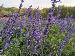 -紫海香堤香草艺术庄园
