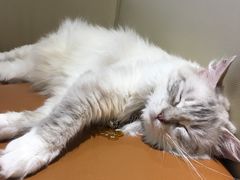 -藏猫猫咖啡主题馆(中央大道店)