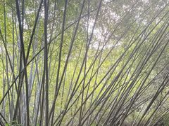 -滴水岩森林公园