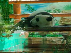 -西霞口神雕山野生动物世界