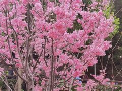-狐尾山公园