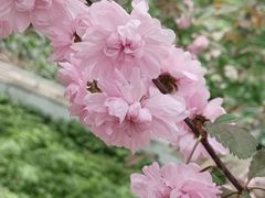 -黑龙江省森林植物园