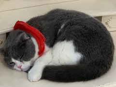 -共舞时光猫咖·狗咖(新街口店)