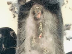 -百信宠物医院(东升街店)