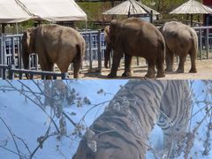 -新疆天山野生动物园