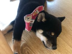 -柴犬小屋·柴餐厅·狗咖食堂(金鼎广场店)