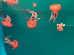 -多彩贵州城极地海洋世界