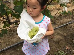 -马陆小张葡萄园农家乐