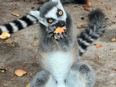 -石家庄市动物园