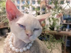 -自由生长植物工作室(深港花卉中心店)