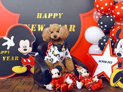 -超宠爱宠物摄影-Super pet