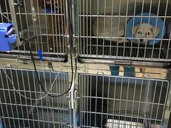 住院的小白-仁华宠物医院(青羊店)