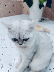 -Moni星球萌宠·小马宝莉·灵蛇·高端高阶全萌宠互动体验俱乐部(红豆国际广场店)