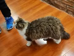 -猫小院猫主题咖啡厅(北锣店)