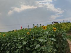 -紫颐香薰山谷景区