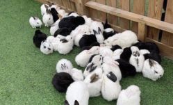 点击看大图 -萌宠亲子动物乐园(槐房万达店)