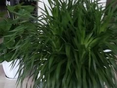 -上海交通大学医学院苏州九龙医院