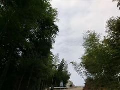 -蔡伦竹海