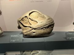 -自贡恐龙博物馆