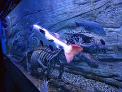 -芜湖新华联大白鲸海洋公园