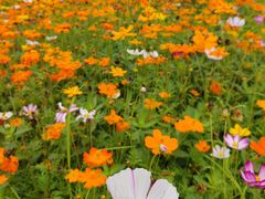 -紫颐香薰山谷景区