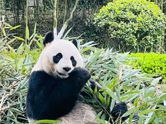 -都江堰中华大熊猫苑