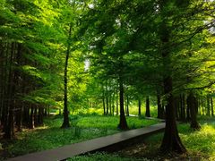 -溱湖国家湿地公园