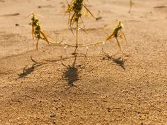 -银肯塔拉沙漠生态旅游景区