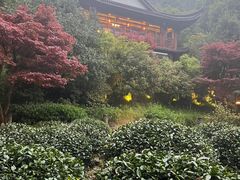 -十八棵（老龙井）御茶园(老龙井店)