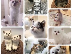 -喵zoo家庭繁育猫舍(尖东智能花园店)