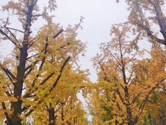 -两江幸福广场