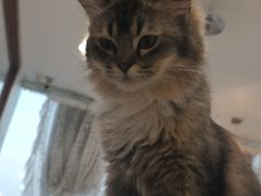 -共舞时光猫咖·狗咖(新街口店)