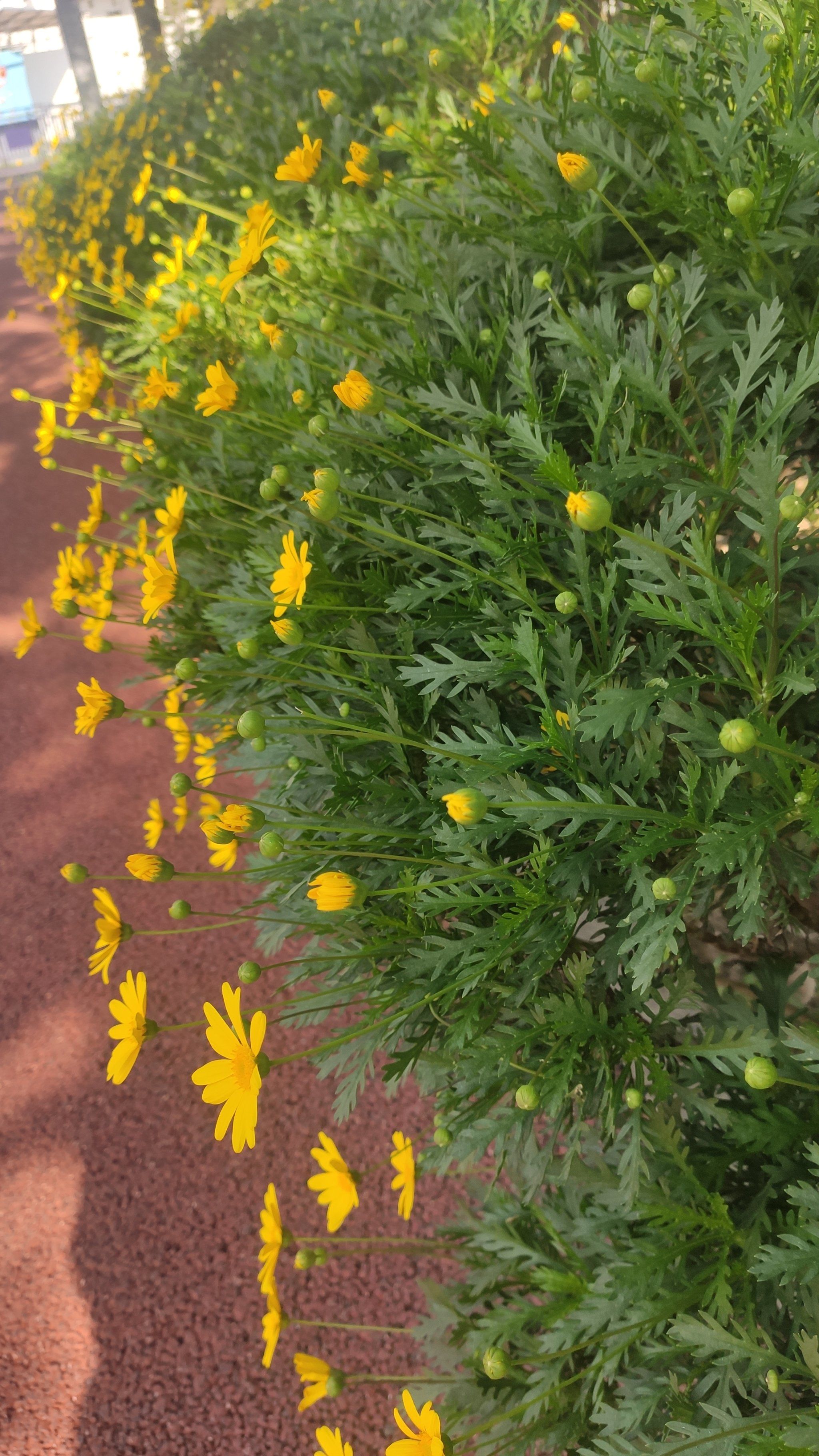 路边的小黄花