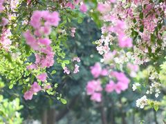 -深圳国际园林花卉博览园