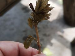 -百花人家(清水田园店)